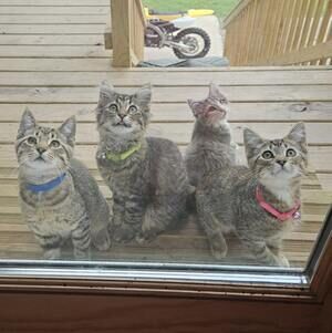 Meet your Posher, Josie